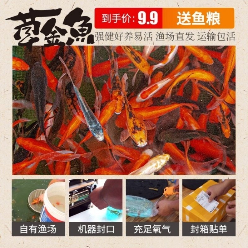 观赏鱼草金鱼苗养不死金鱼小鱼活鱼小宠物好养耐活龙鱼乌龟饲料鱼,淘宝优惠券,粉丝福利购,淘宝优惠卷
