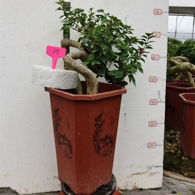 Extremely fast factory sales tower d purple carving root bougainvillea bonsai automatic product in our shop for orders over 48 yuan