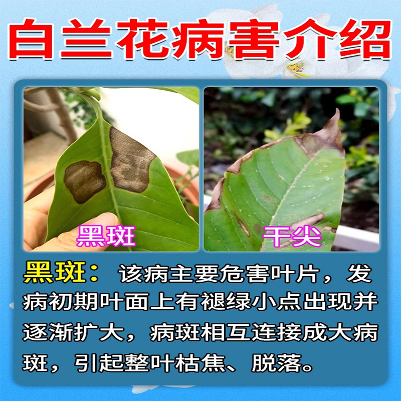 白兰花专用肥料营养液兰花炭疽叶枯病黑斑黄叶卷叶焦尖杀菌剂