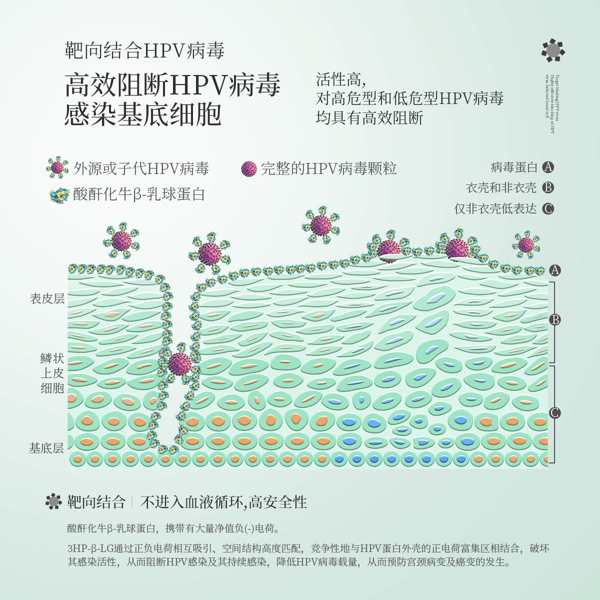 抗HPV病毒干扰素凝胶专用栓生物敷料蛋白药转妇科女性阴宫颈糜烂 - 图2