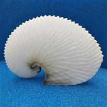 Flat Boat Octopus Natural Shell Sea H Snail Collection Specimen Pendulum