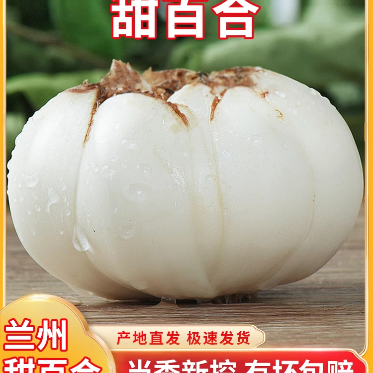 兰州百合爽口源鲜甜百合个头大当季新挖百合甘肃兰州特产送礼包邮