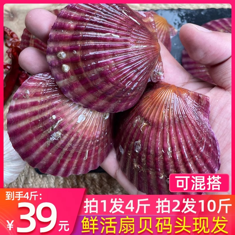 特级超大蒜蓉粉丝小红贝新鲜扇贝鲜活港湾贝夏夷栉孔裙边10斤烧烤 - 图1