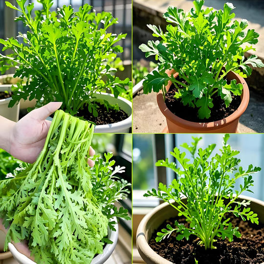 Emperor's vegetable chrysanthemum seeds four seasons vegetables