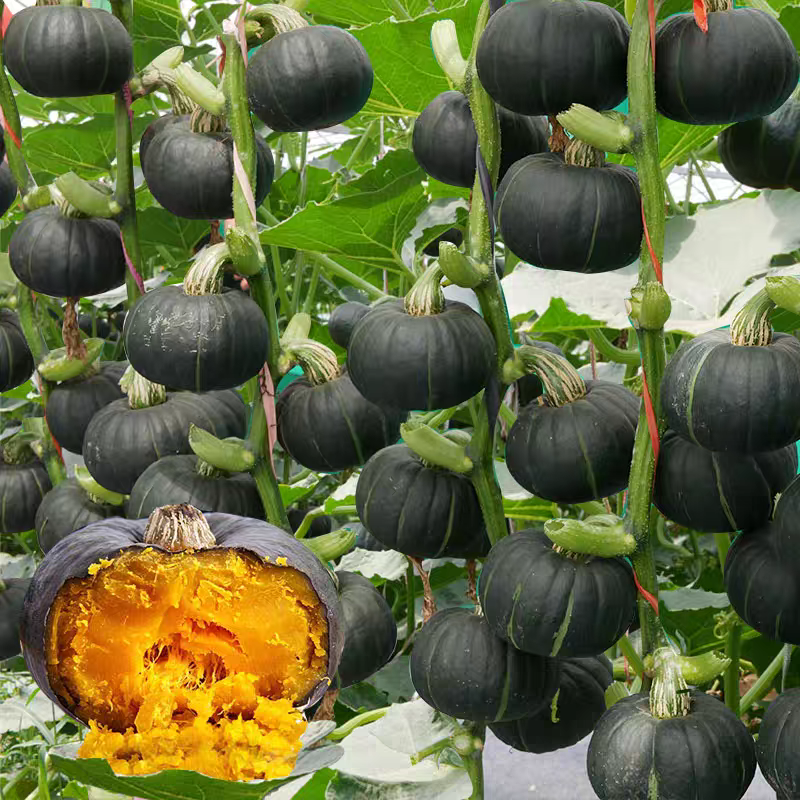 方震南瓜种子四季播高产蔬菜种子超甜面香糯南瓜种子