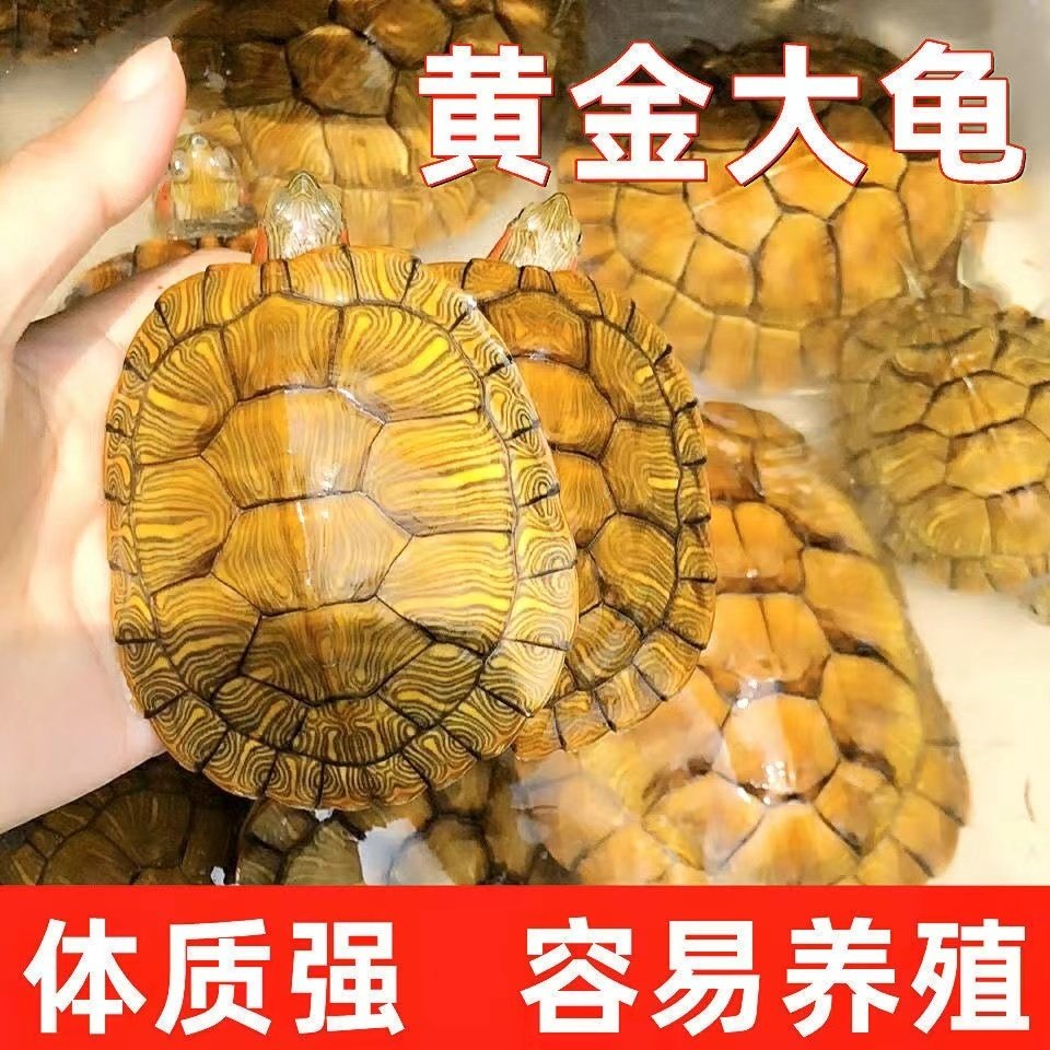 乌龟活物巴西龟黄金龟宠物观赏龟金钱活体小乌龟苗变异白化深水龟,淘宝优惠券,粉丝福利购,淘宝优惠卷