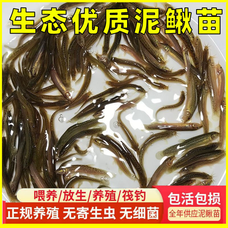 台湾小泥鳅苗鲜活苗养殖本地淡水鱼苗宠物龙鱼乌龟活体饲料筏钓鱼,淘宝优惠券,粉丝福利购,淘宝优惠卷