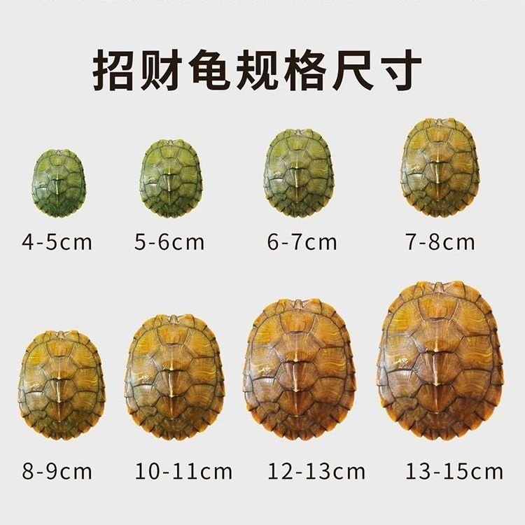 乌龟活物巴西龟黄金龟宠物观赏龟金钱活体小乌龟苗变异白化深水龟,淘宝优惠券,粉丝福利购,淘宝优惠卷