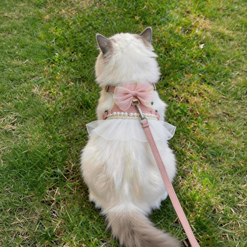 猫咪牵引绳蝴蝶结胸背防挣脱外出专用溜猫绳幼猫狗狗背心式可调节 - 图1