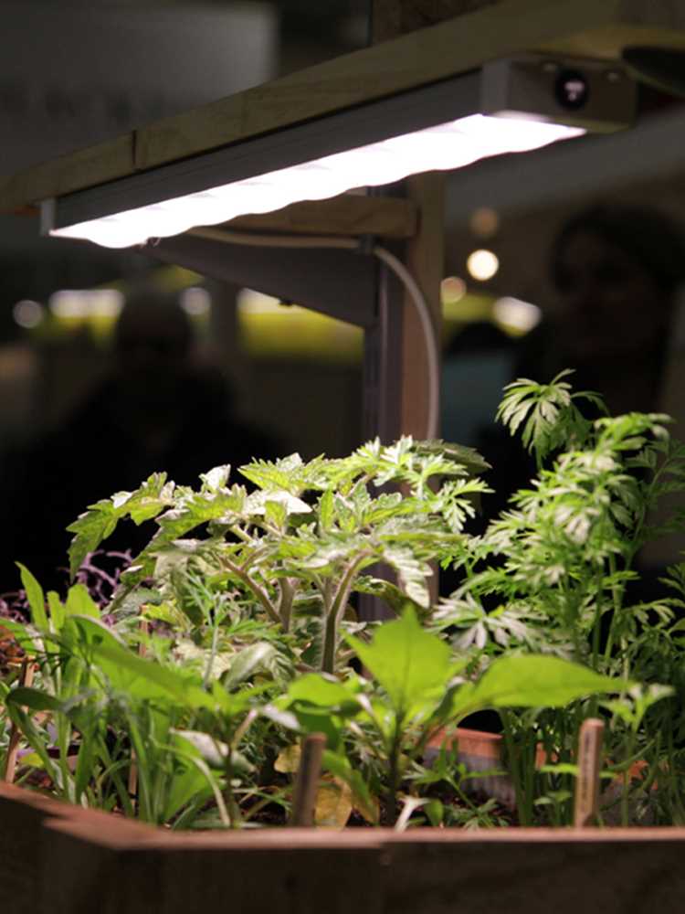 科瑞LED植物生长灯全光谱多肉补光灯上色室内雨林缸盆栽微景观灯 - 图1