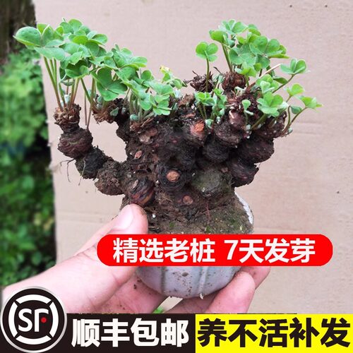 三叶草老桩小盆景炸酢浆草掌上微型盆造型幸运草种球四季花疙瘩桩 - 图0