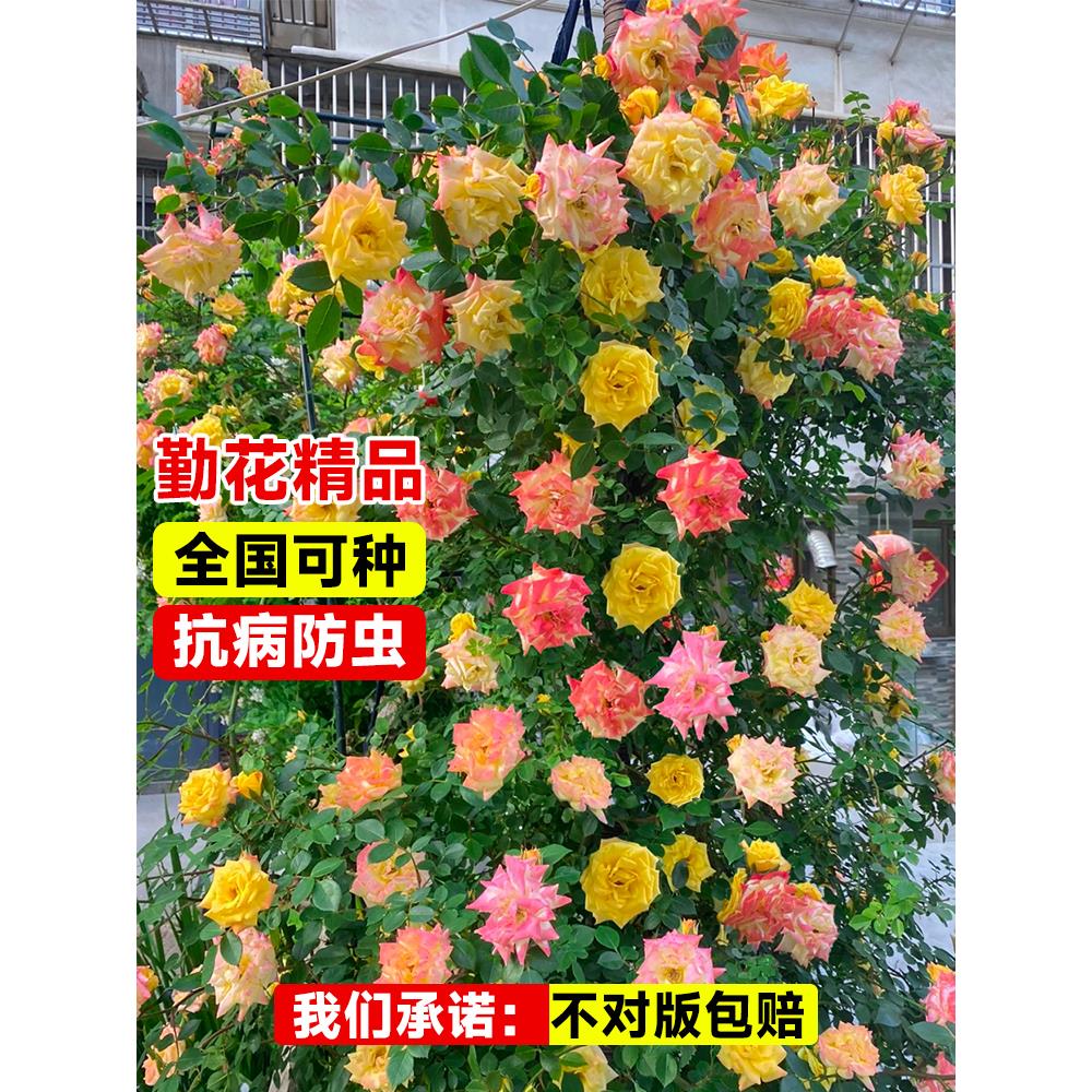 藤彩虹藤本月季花苗盆栽爬藤植物四季开花卉庭院玫瑰蔷薇爬墙绿植 - 图2