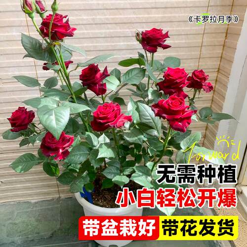 卡罗拉月季玫瑰花苗四季浓香型花卉耐寒耐热好养活阳台盆栽植物 - 图2