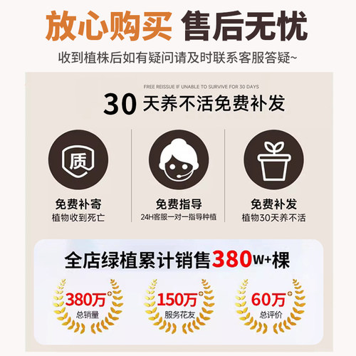 丁香花树苗浓香棒棒糖型花卉庭院别墅耐寒花园植物盆栽地栽风景树 - 图3