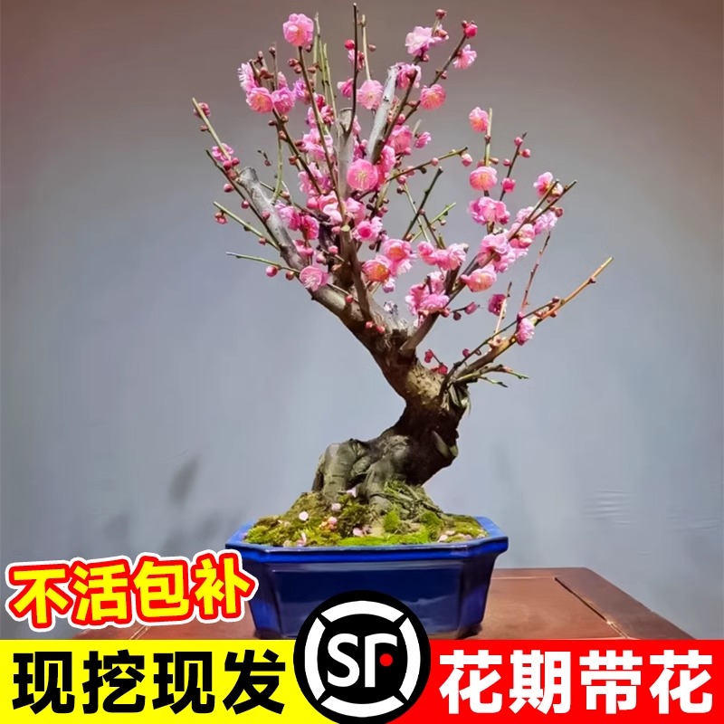 梅花盆栽树苗带花原生老桩红梅腊梅耐寒花卉庭院植物室内四季浓香-图2