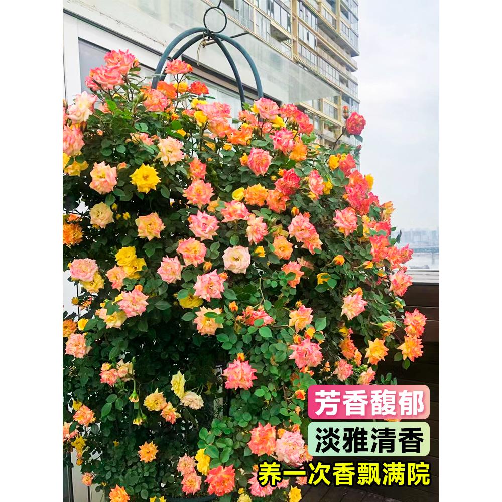 藤彩虹藤本月季花苗盆栽爬藤植物四季开花卉庭院玫瑰蔷薇爬墙绿植 - 图3