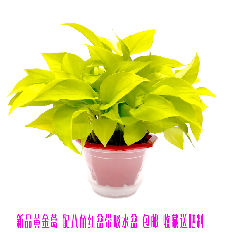 大叶黄金葛绿萝金叶盆栽除甲醛净化空气水培室内新品植物可长藤 - 图0
