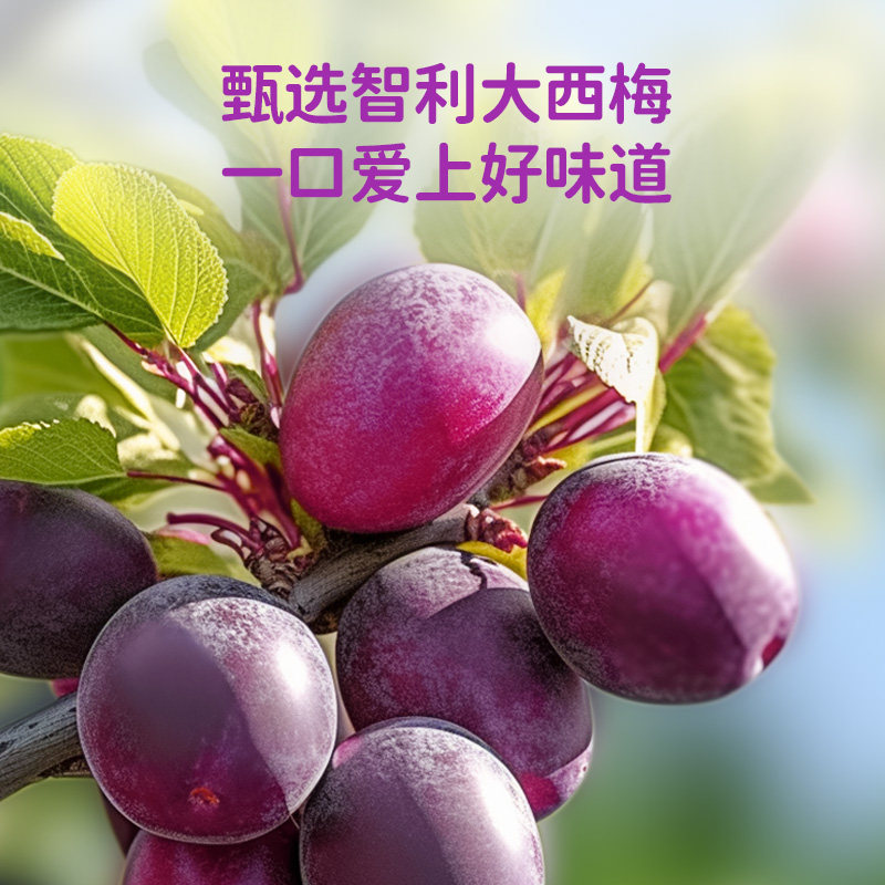 轻上官方专卖店西梅多多酸奶饮品0添加蔗糖酸奶220ml*10瓶装整箱