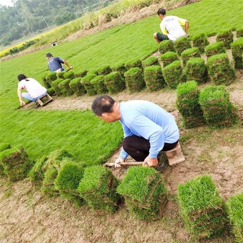 带土草皮真草坪带泥土果岭草四季常青地毯草剪股颖庭院绿化马尼拉-图2