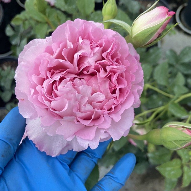 一加仑扦插中苗 河本绊 原盆原土发货,淘宝优惠券,粉丝福利购,淘宝优惠卷