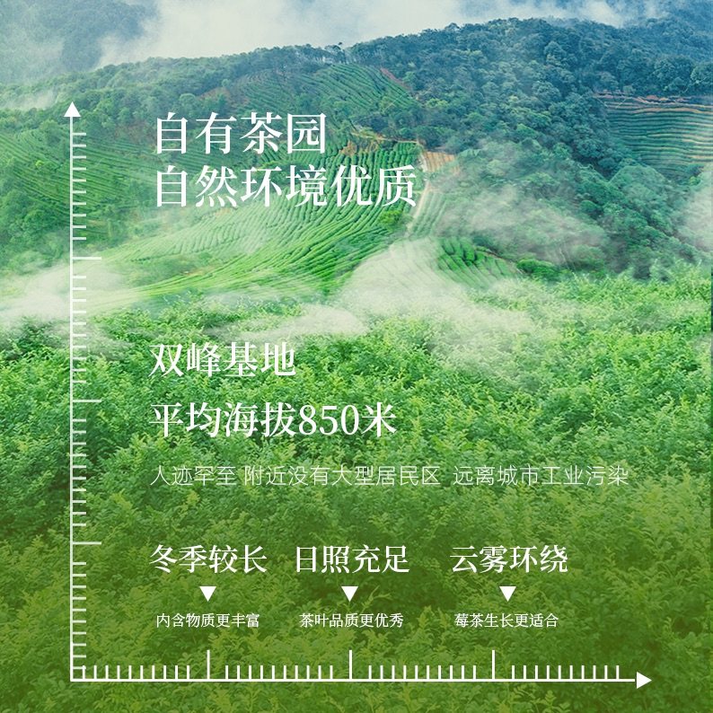 叶芽美 | 张家界莓茶 特级龙须芽尖茶 土家调养茶官方旗舰店,淘宝优惠券,粉丝福利购,淘宝优惠卷