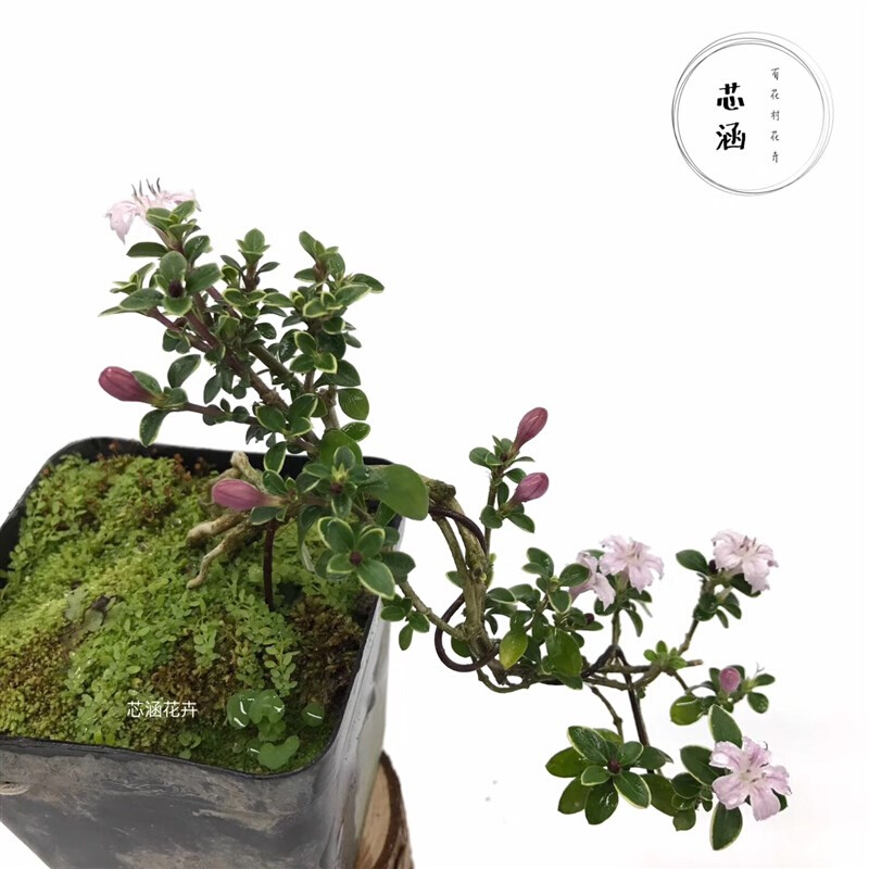 金边提根六月雪盆景 悬崖微型开花小盆栽 树桩造型 办公桌面室内 - 图2