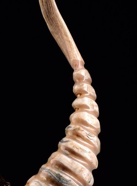 西藏草原b羊角整角荔枝色稀有血丝送礼送实木底座摆件