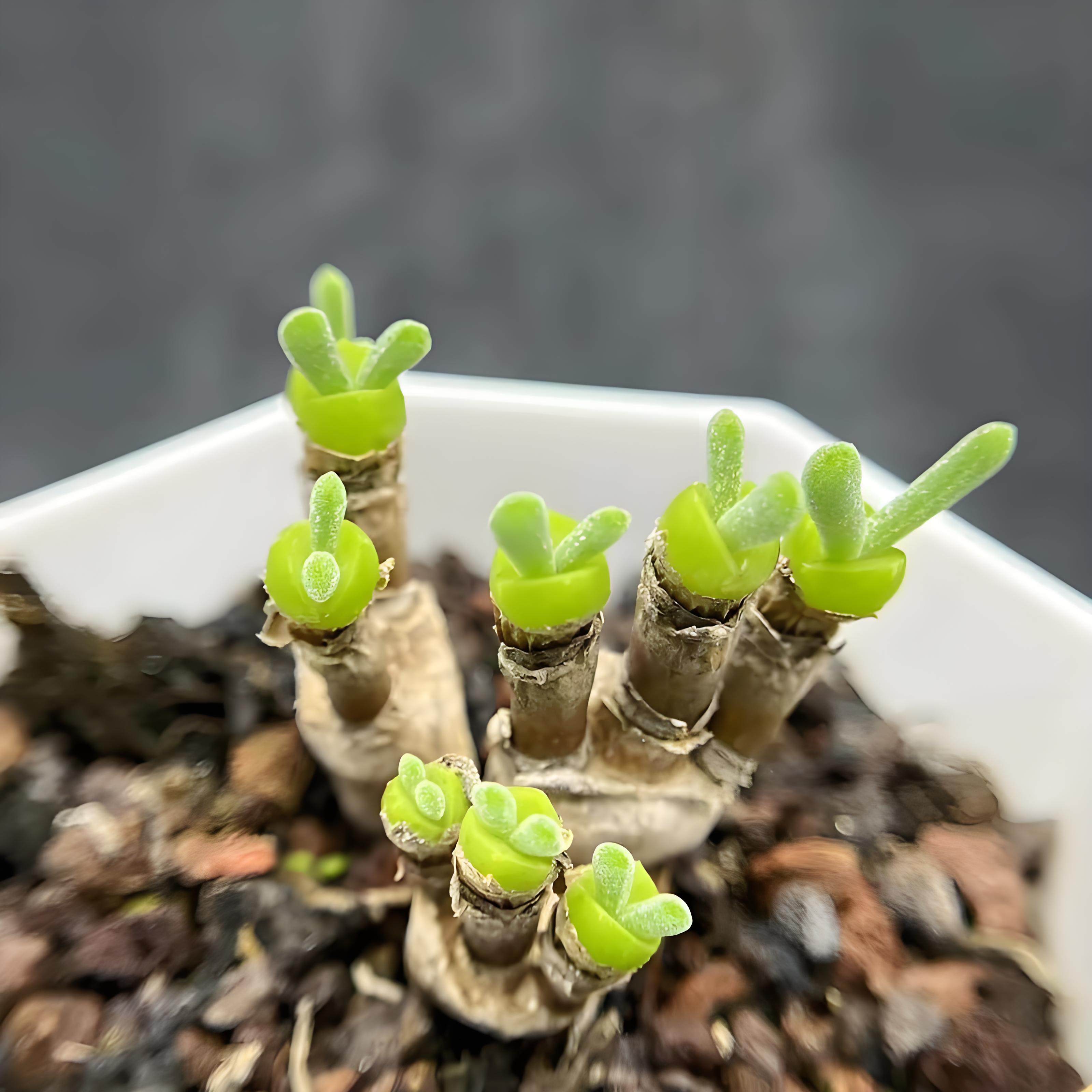 碧光环兔耳朵多肉番杏科小兔子小型绿植适合阳台家庭盆栽小萌肉,淘宝优惠券,粉丝福利购,淘宝优惠卷