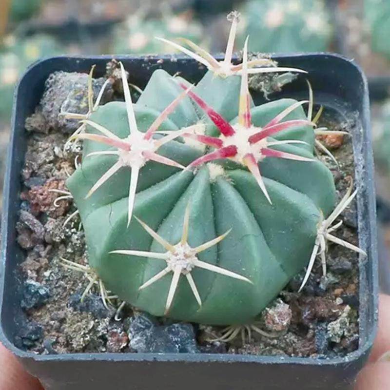 仙人球多肉植物组合小盆栽带盆仙人掌室内开花可爱办公仙人掌绿植,淘宝优惠券,粉丝福利购,淘宝优惠卷