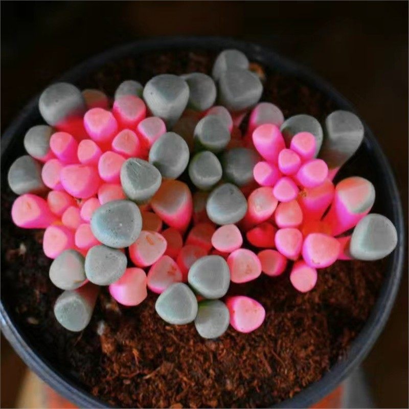 彩色粉五十铃玉锦多肉植物稀有品种精品贵货办公桌美观盆栽,淘宝优惠券,粉丝福利购,淘宝优惠卷