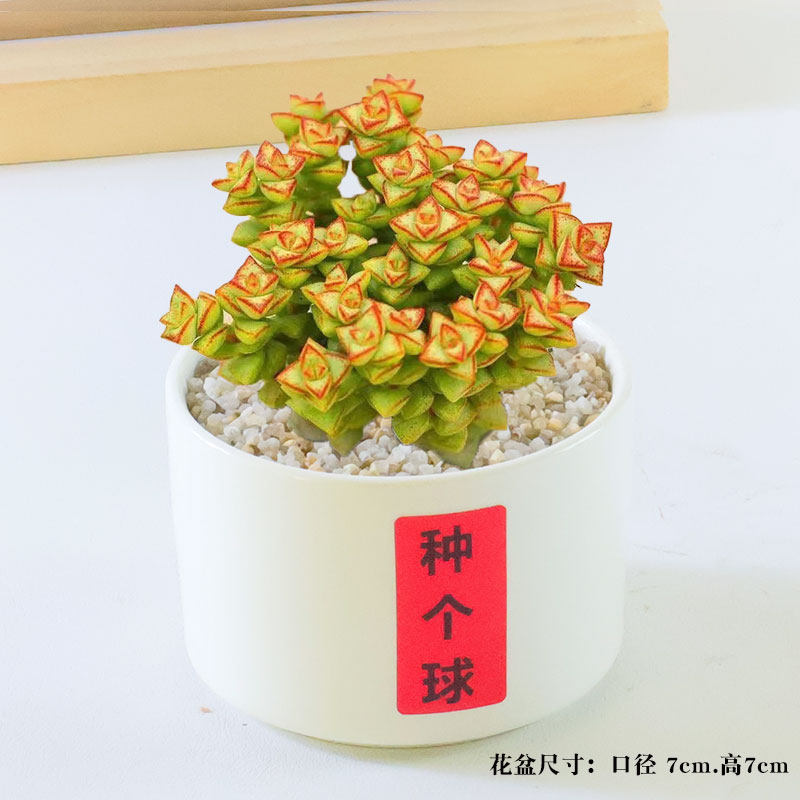 蜜桔糖球多肉植物室内盆栽密叶枝干番杏名贵花卉办公阳台高端稀有,淘宝优惠券,粉丝福利购,淘宝优惠卷