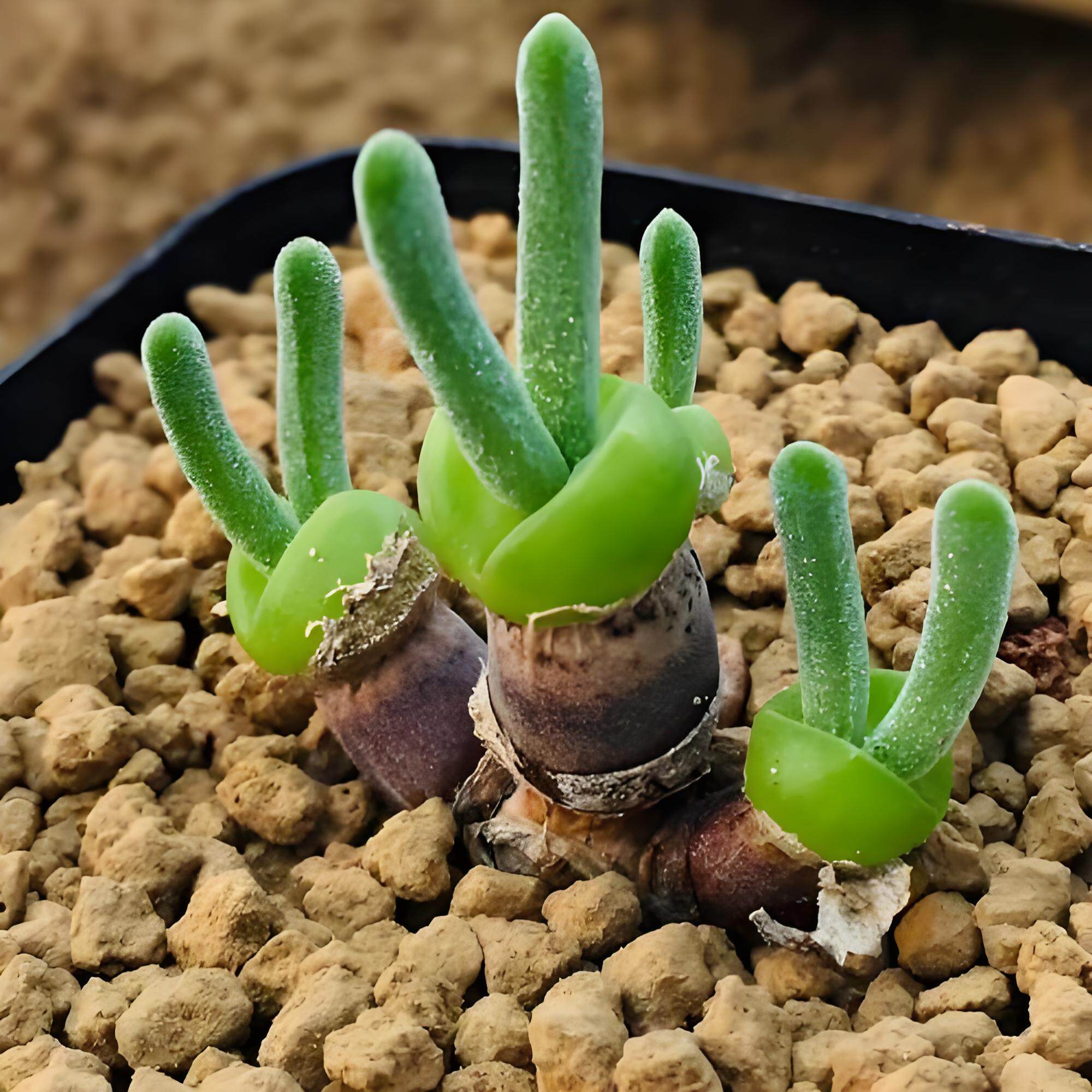 碧光环兔耳朵多肉番杏科小兔子小型绿植适合阳台家庭盆栽小萌肉,淘宝优惠券,粉丝福利购,淘宝优惠卷