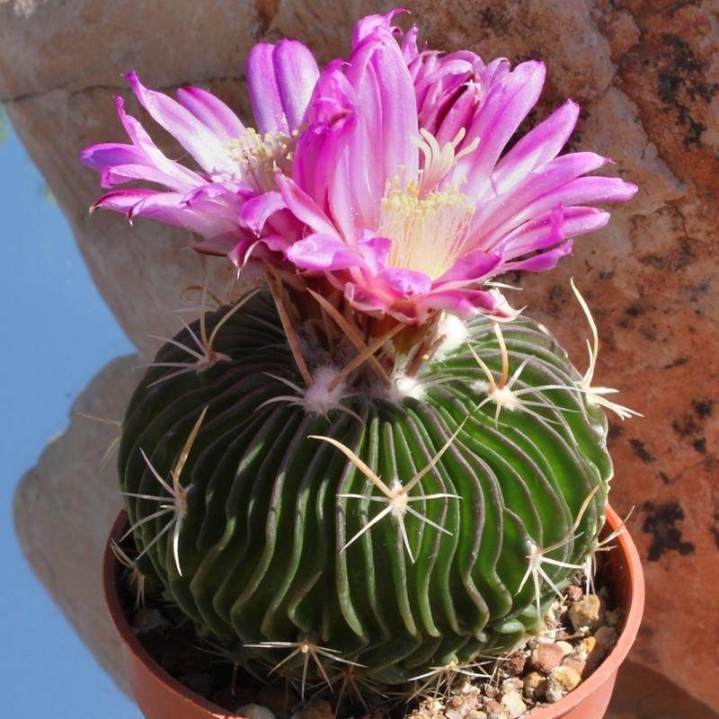 仙人球多肉植物组合小盆栽带盆仙人掌室内开花可爱办公仙人掌绿植,淘宝优惠券,粉丝福利购,淘宝优惠卷