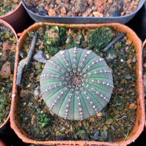 稀有大型士童豹之子开花无刺艳姬仙人球室内阳台多肉植物小盆栽 - 图3