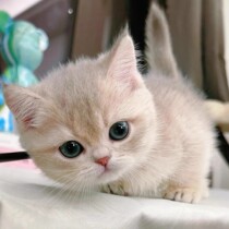 Racing Class English Short Gold Asymptotic Young Cat Short Footed Cat 1125 Color Long Hair Blue Gold Focus Color Pure Breed Pet Living Object