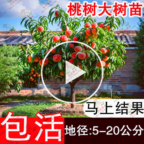 特大冬桃树果苗果树嫁接黄桃油桃盆栽地栽南北方四季种植庭院大树 - 图0