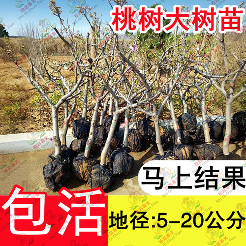 特大冬桃树果苗果树嫁接黄桃油桃盆栽地栽南北方四季种植庭院大树 - 图1