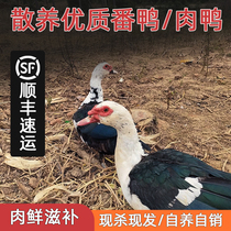 The Odd Encounters Posh the Ducks And Ducks of the Ducks And Ducks of the Ducks And Ducks of the Ducks And Ducks Red Face Fire Ducks of the Ducks And Ducks