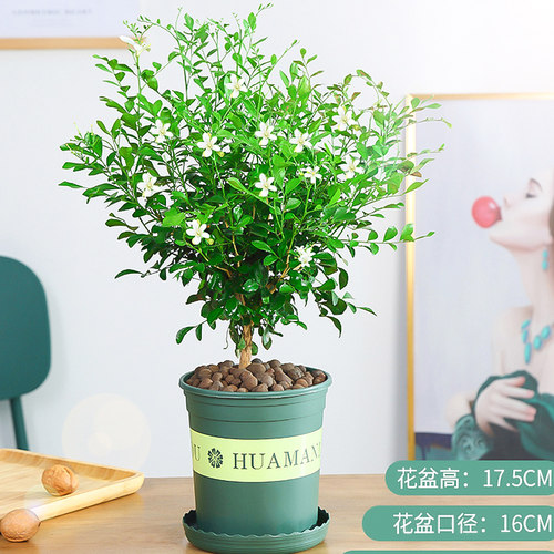 九里香精品开老桩树苗水培花卉盆栽绿植七里香室内植物千里香四季 - 图3