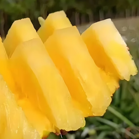 正宗凤梨原产地新鲜发货应季金菠萝削皮即食 - 图0