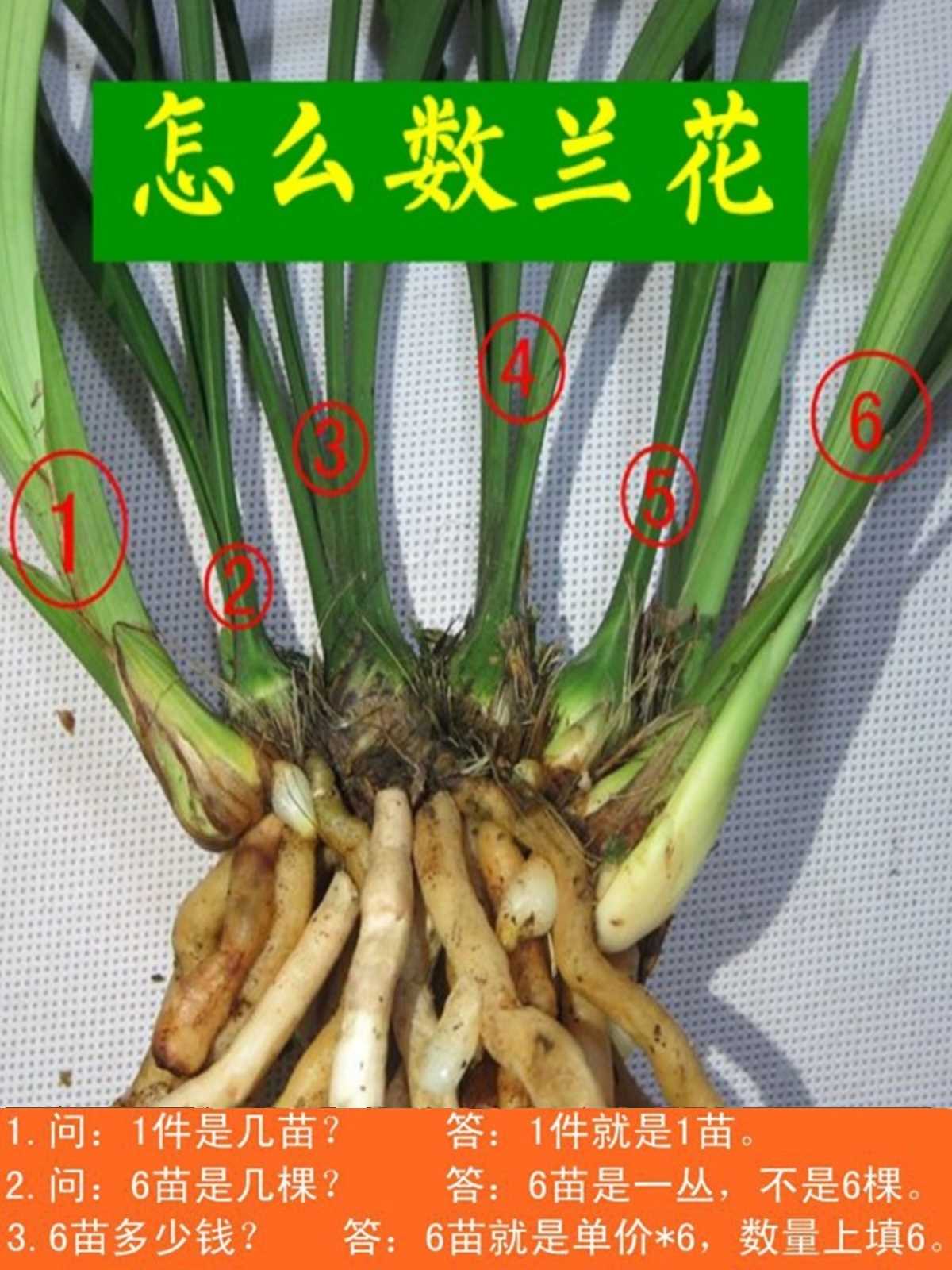 兰花盆栽植物室内春兰红河红带花苞浓香型好养阳台客厅名贵兰花苗 - 图0