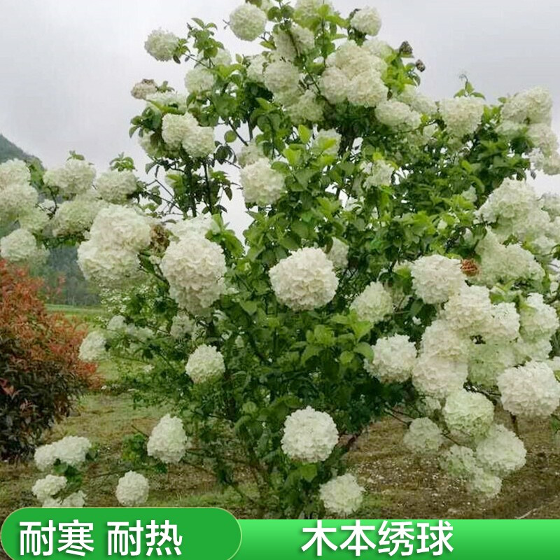 中华木绣球斗球阳台花园庭院别墅园林绿化大花木琼花观赏花卉苗木-图1