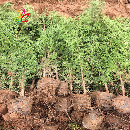 侧柏树苗扁柏小苗四季常青耐寒绿化风景苗塔松桧柏龙柏墓地松杯苗 - 图2
