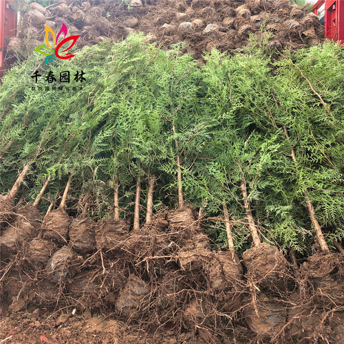 侧柏树苗扁柏小苗四季常青耐寒绿化风景苗塔松桧柏龙柏墓地松杯苗 - 图3