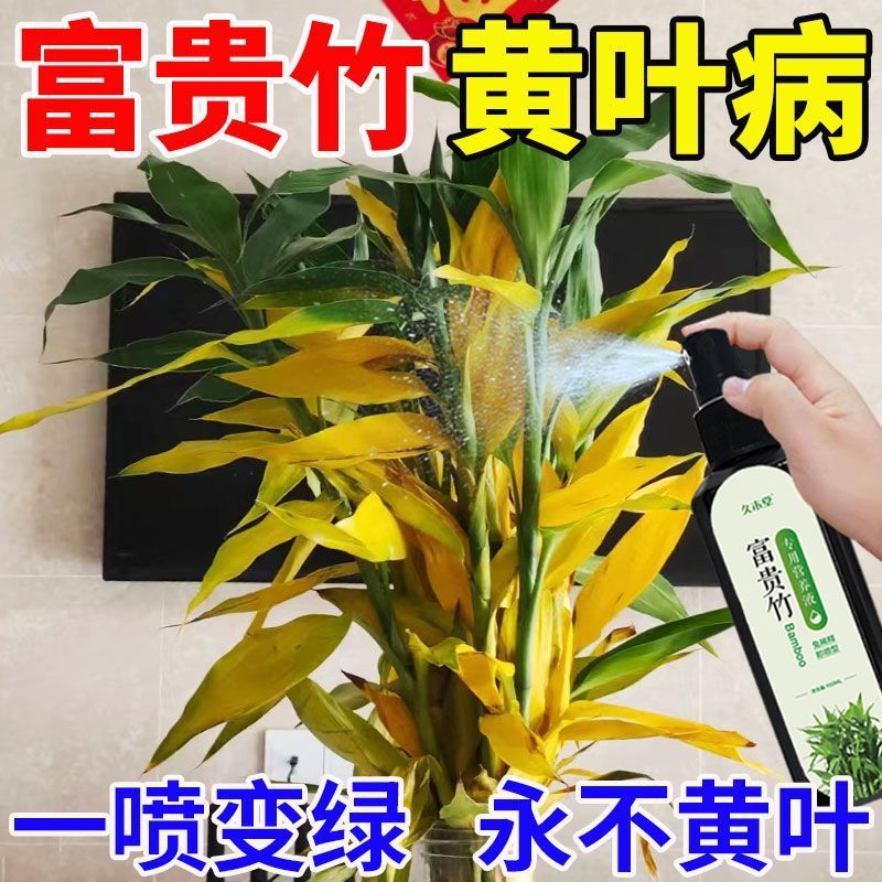 【拯救黄叶】专治叶子发黄烂根一喷绿水培植物液体肥富贵竹营养液-图0