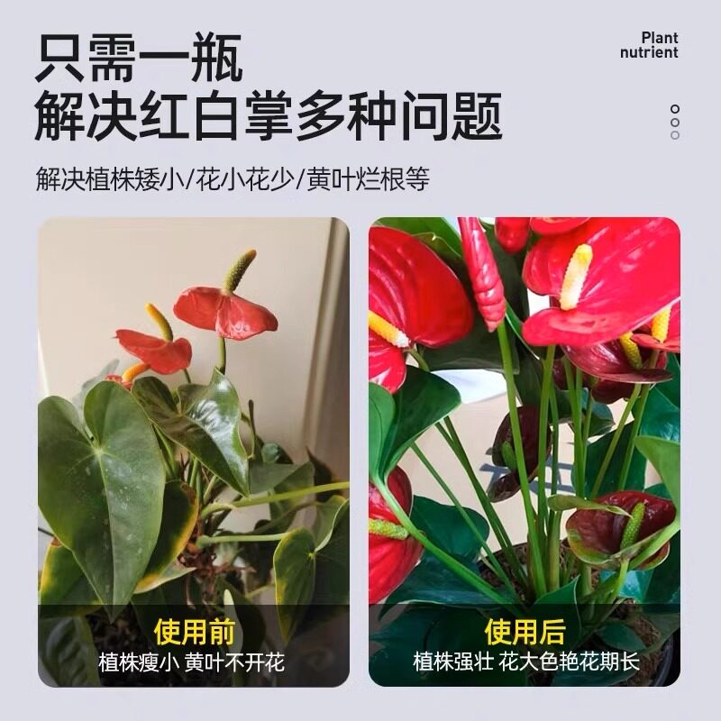 红掌白掌专用营养液一帆风顺叶子发黄焦边干枯不开花盆栽通用