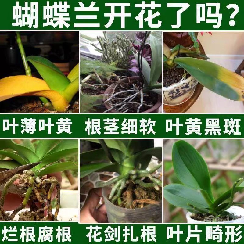 蝴蝶兰营养液爆箭促开花烂根黄叶防病害专用肥料免稀释,淘宝优惠券,粉丝福利购,淘宝优惠卷