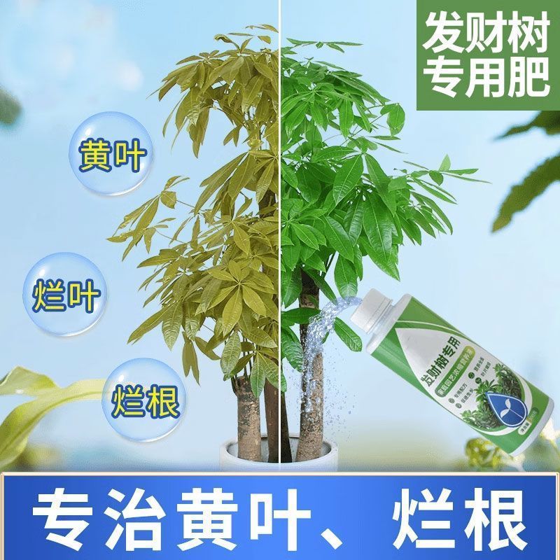 发财树营养液肥料专用肥室内盆栽植物活力素专治叶子发黄掉叶烂根 - 图1