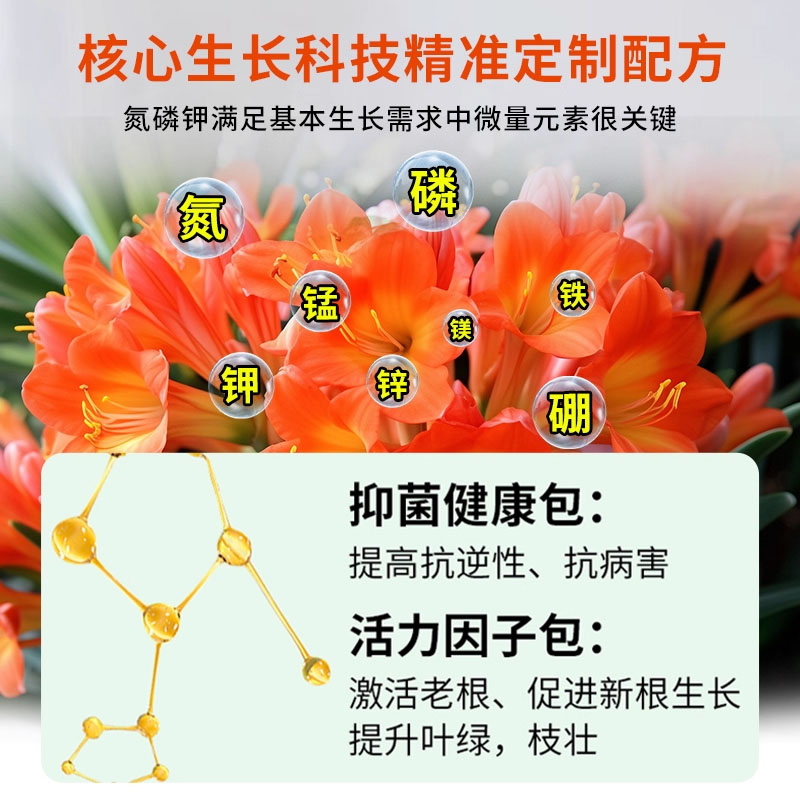 君子兰专用营养液养君子兰专用营养液肥料栽种盆栽肥专用肥通用 - 图2