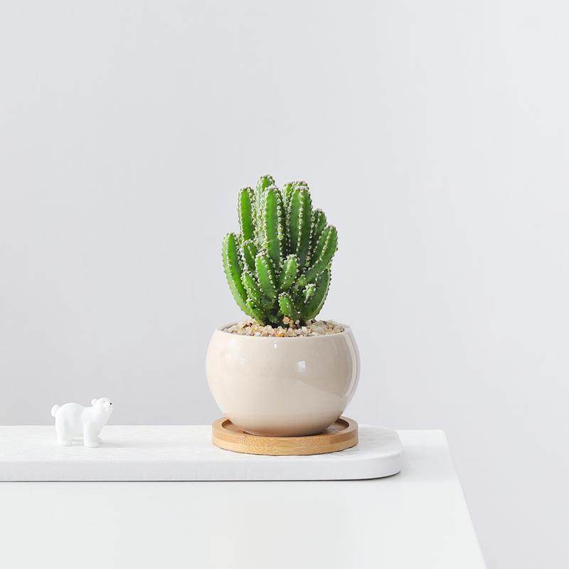 仙人掌多肉盆栽办公室工位植物客厅书房室内耐旱好养花卉桌面绿植,淘宝优惠券,粉丝福利购,淘宝优惠卷